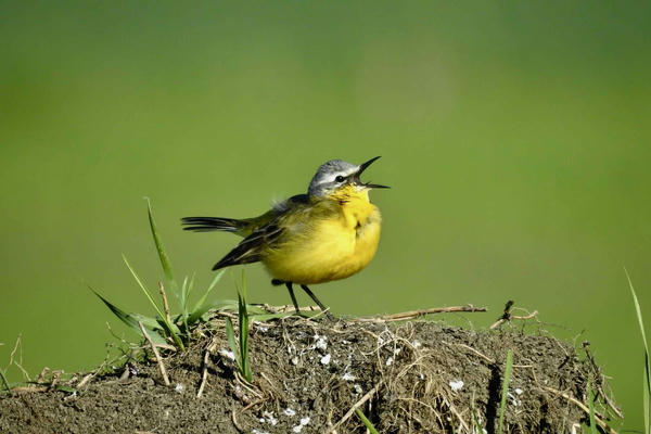 A level AOS 1 Vocal Music - Question 5 wider listening extra