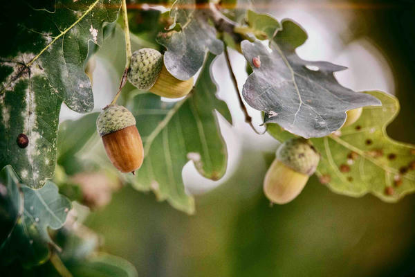 AQA GCSE AOS 4 Revision - British Music of Arnold, Britten, Maxwell-Davies and Tavener - GCSE aqa aos revision resource