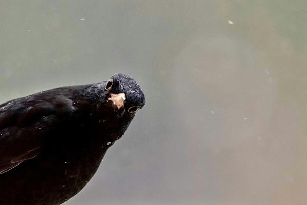 Edexcel GCSE AOS 2 Revision - Section A, question 8: Vocal Art Music