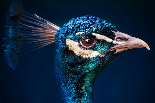 Edexcel GCSE AOS 2 Revision - Section A, question 8: Vocal Pop and Rock