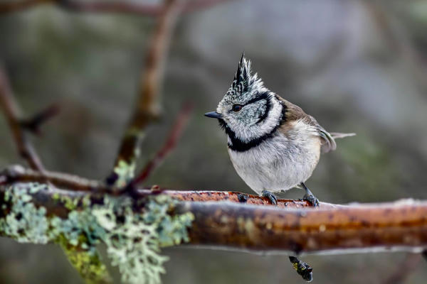 Edexcel GCSE Appraising - Section A, question 8: AOS 2 Vocal Pop and Rock