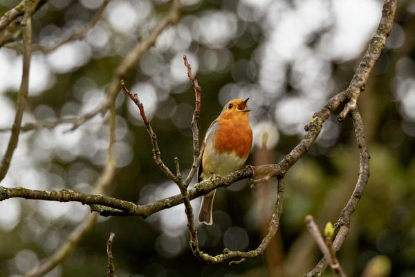 Eduqas GCSE AOS 2 Revision - Music for Ensemble: Vocal music