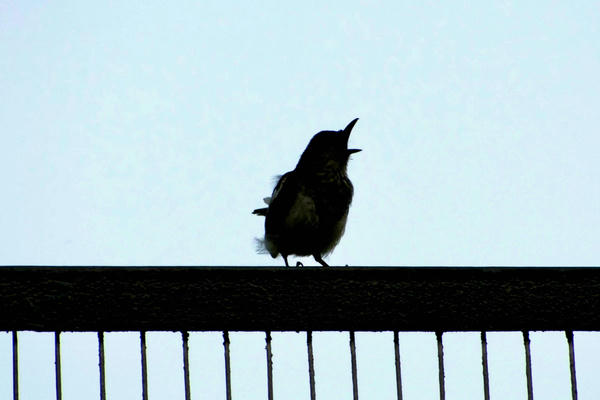 KS3 Cover lesson - Choirs